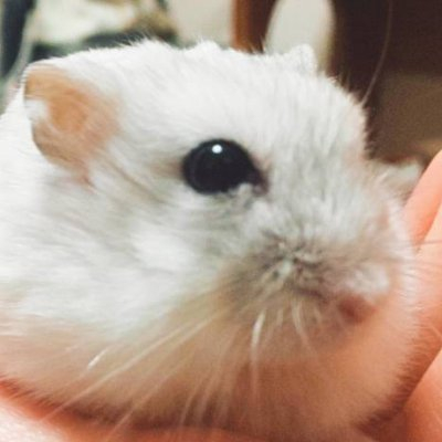 Hamuhamu