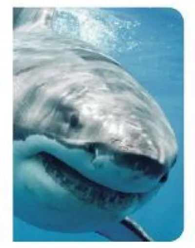 Requin