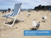 Goélands et Salicorne