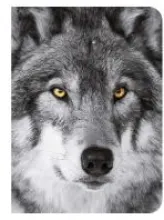 Loup