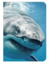 Requin